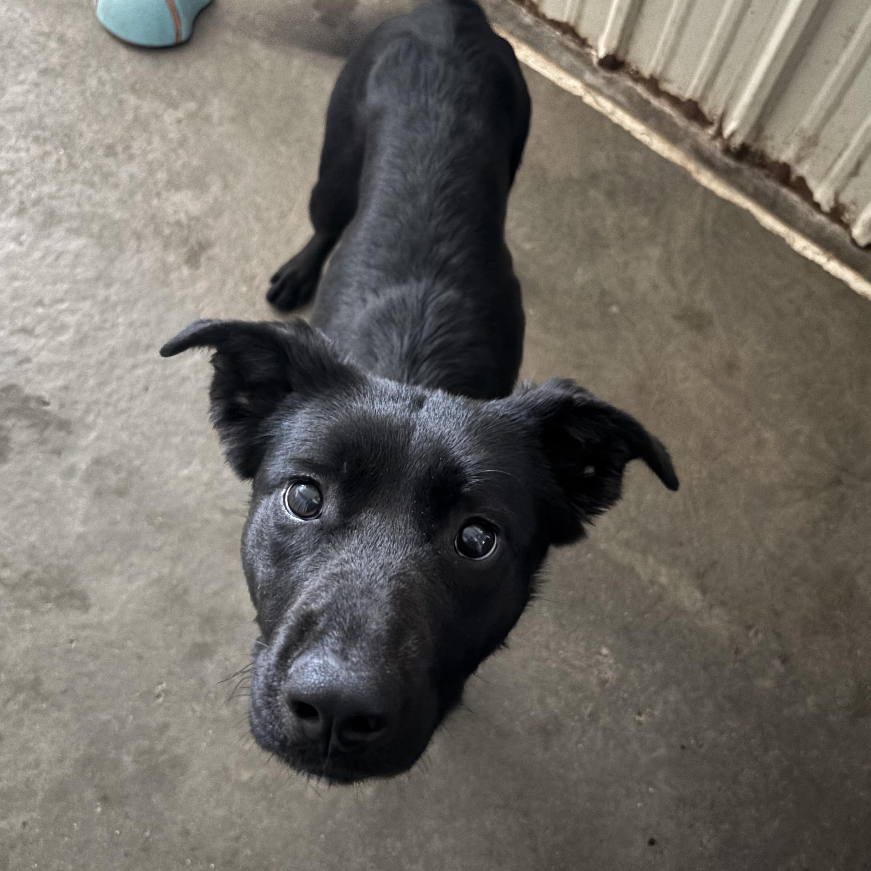 Enlarge Lennon, an adoptable mixed breed in Jamestown, ND image 3/3