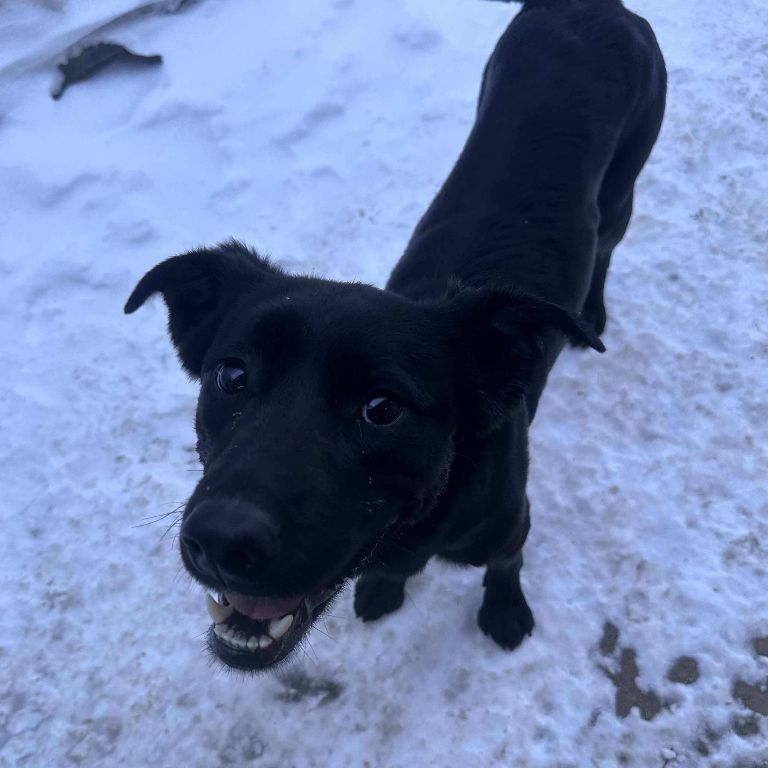 Lennon, adoptable, Young Male Labrador Retriever.