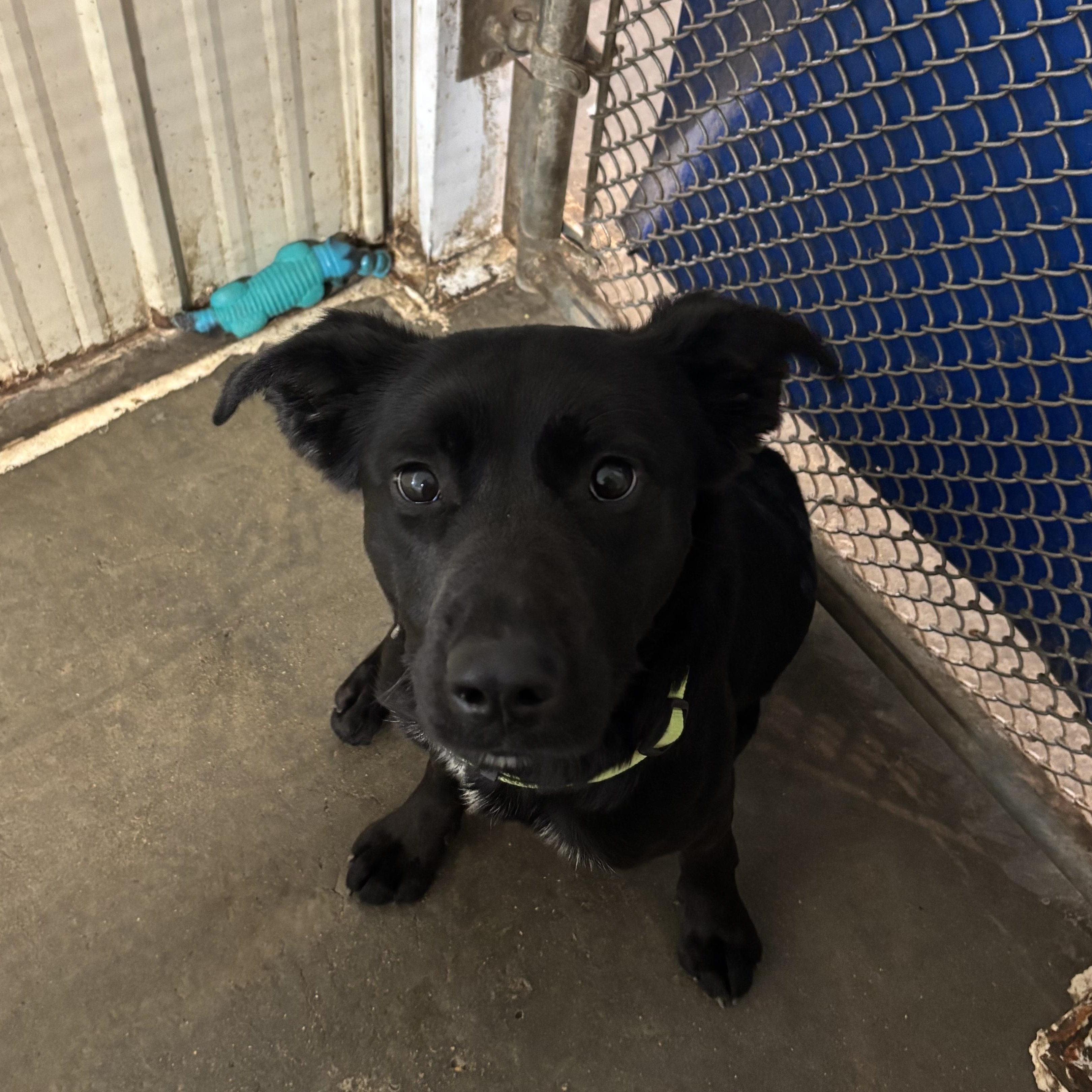 Enlarge Lennon, an adoptable mixed breed in Jamestown, ND image 2/3