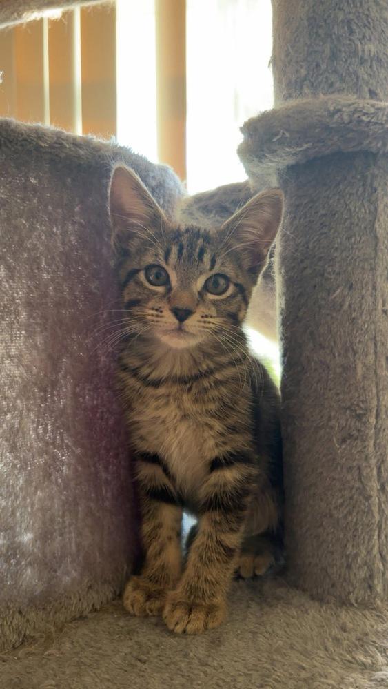 Brennan, Adoptable, Kitten Female Domestic Short Hair & Tabby.
