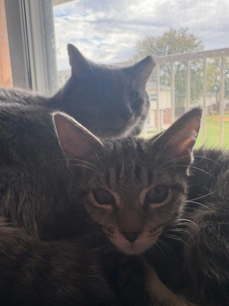 Enlarge Brennan, a Adoptable mixed breed in Poplar Grove, IL image 3/6