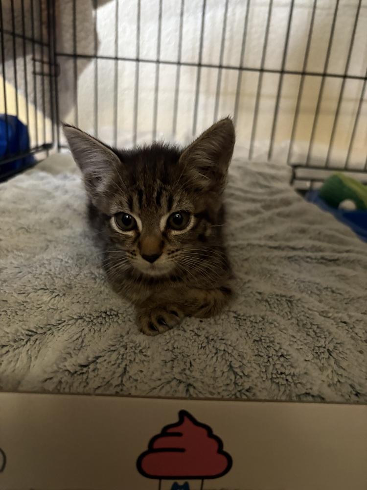 Enlarge Brennan, a Adoptable mixed breed in Poplar Grove, IL image 4/6