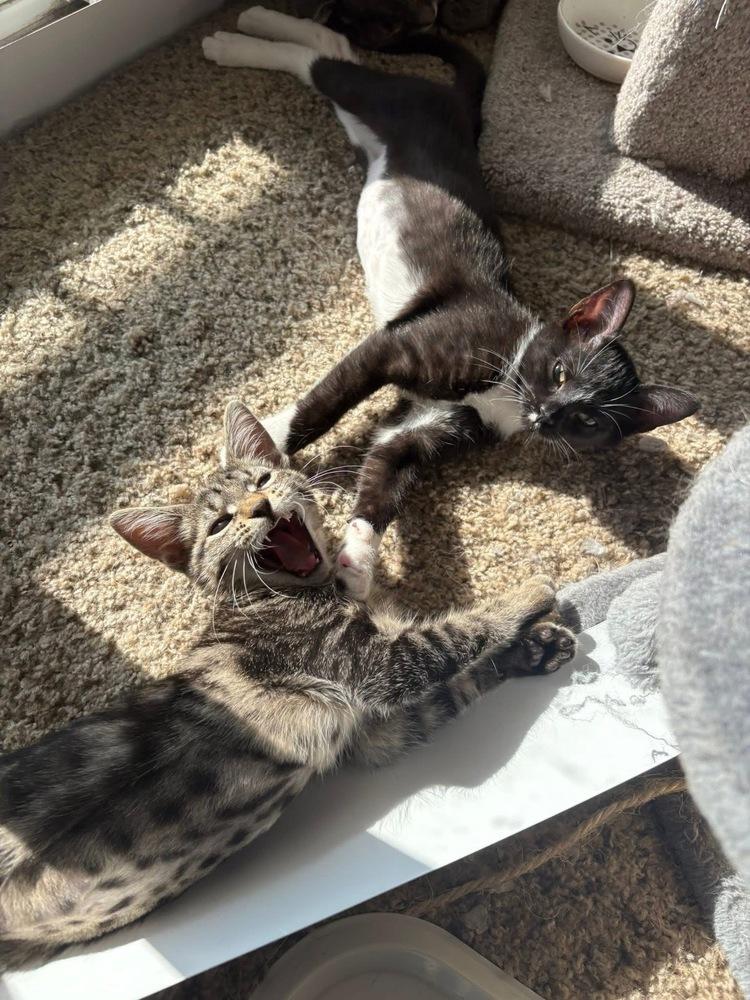 Enlarge Brennan, a Adoptable mixed breed in Poplar Grove, IL image 5/6