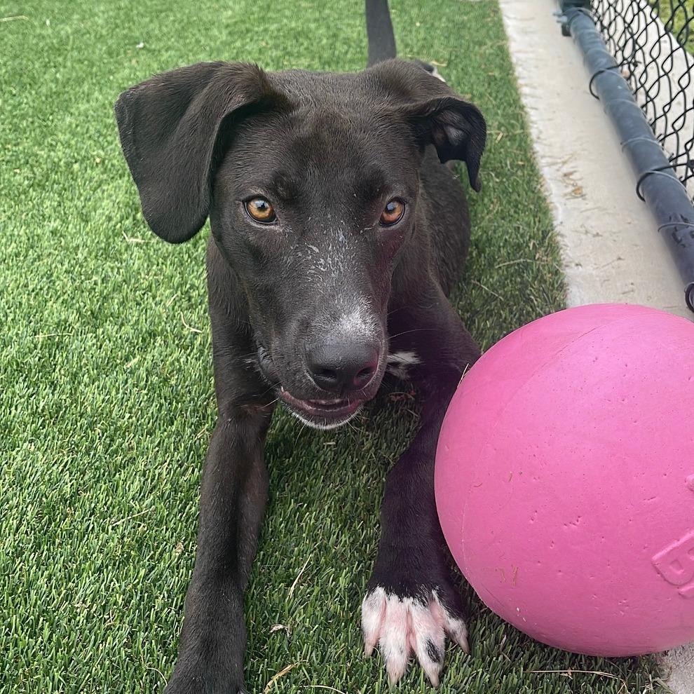 Enlarge Scott, a Adoptable Mixed Breed in Bradenton, FL image 1/6