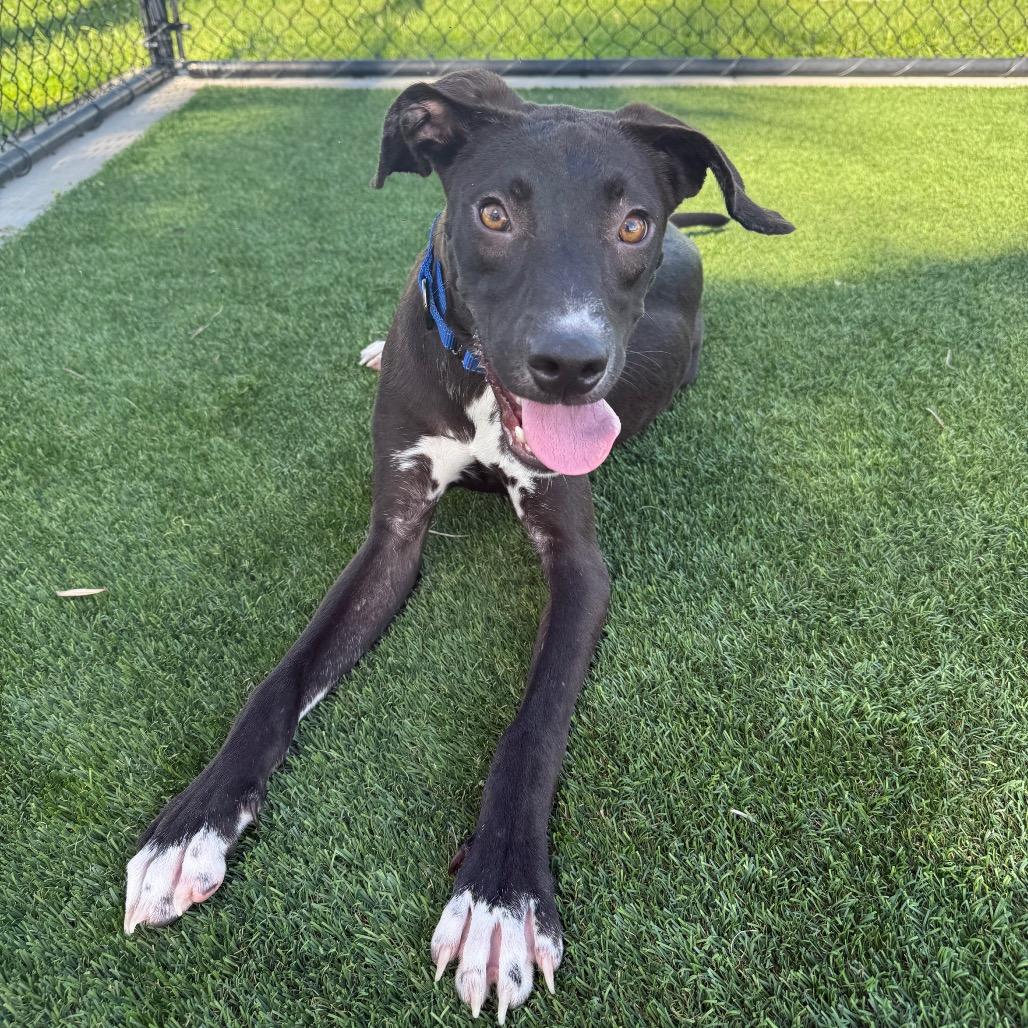 Scott, Adoptable, Young Male Mixed Breed.