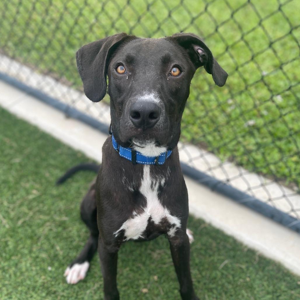 Enlarge Scott, a Adoptable Mixed Breed in Bradenton, FL image 2/6