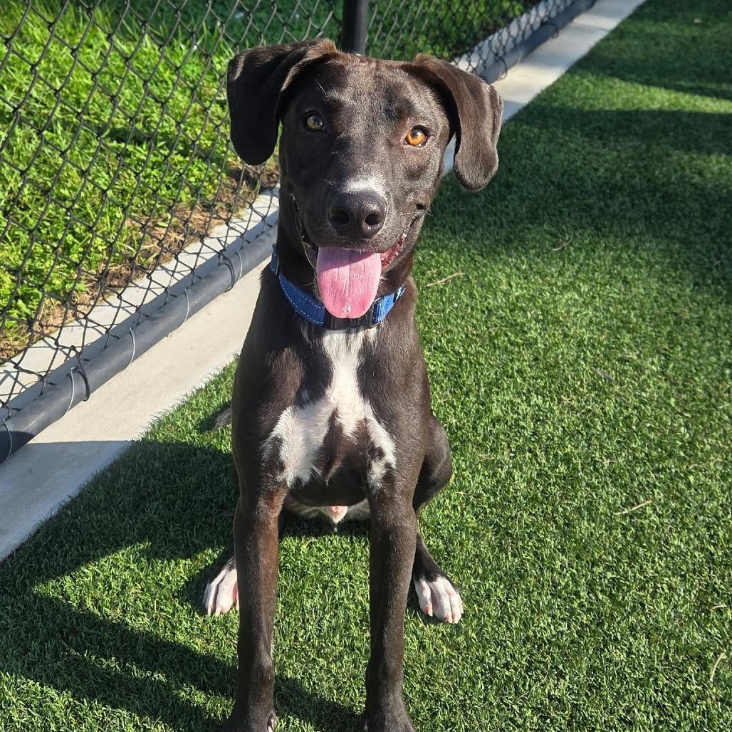 Enlarge Scott, a Adoptable Mixed Breed in Bradenton, FL image 3/6