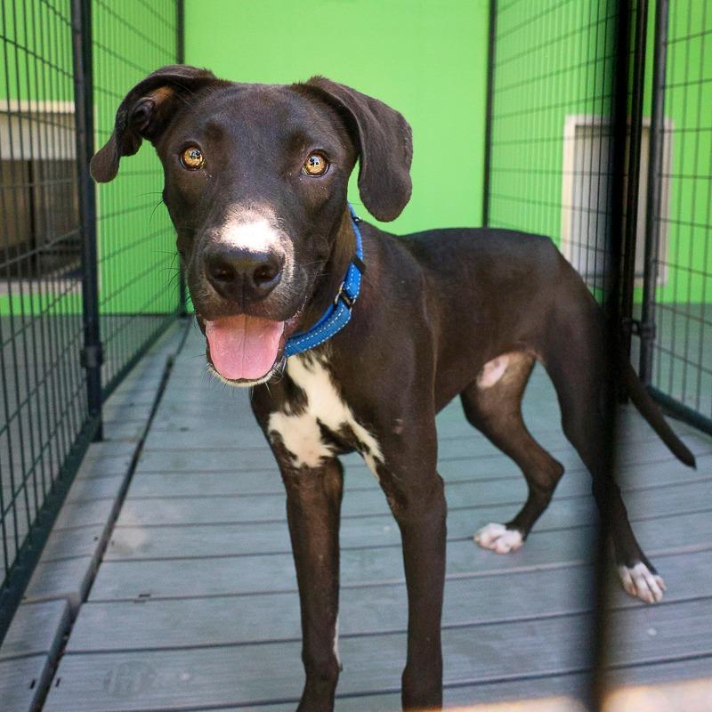 Enlarge Scott, a Adoptable Mixed Breed in Bradenton, FL image 2/4