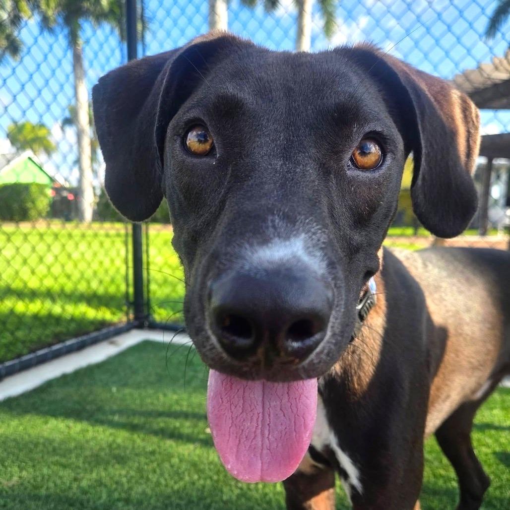 Enlarge Scott, a Adoptable Mixed Breed in Bradenton, FL image 5/6