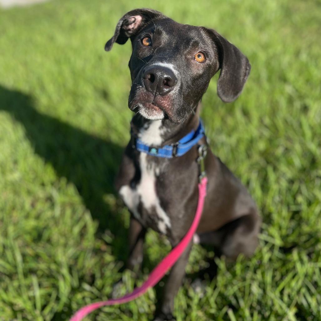 Enlarge Scott, a Adoptable Mixed Breed in Bradenton, FL image 3/4