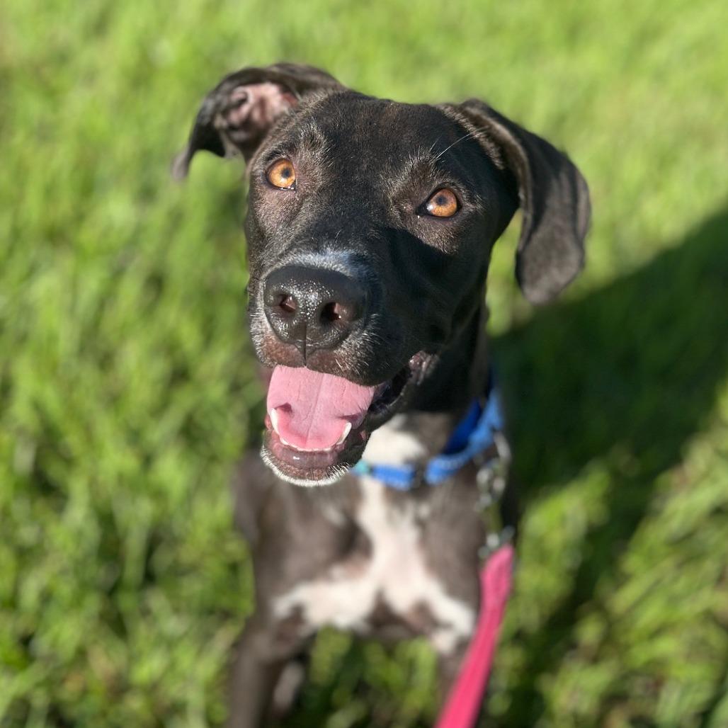 Enlarge Scott, a Adoptable Mixed Breed in Bradenton, FL image 4/4