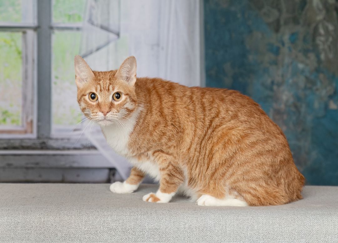 Enlarge Nemo, a Adopted Domestic Short Hair in Denton, TX image 1/5