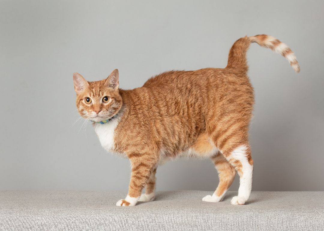 Enlarge Nemo, a Adopted Domestic Short Hair in Denton, TX image 2/5