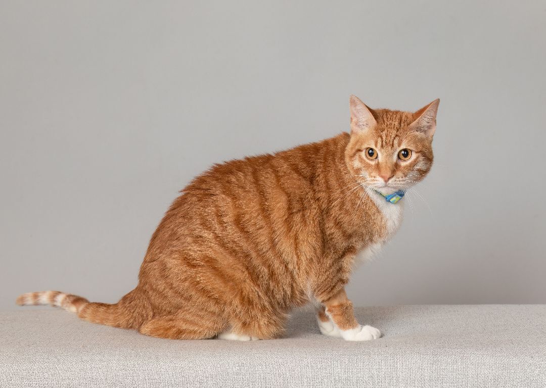 Enlarge Nemo, a Adopted Domestic Short Hair in Denton, TX image 3/5