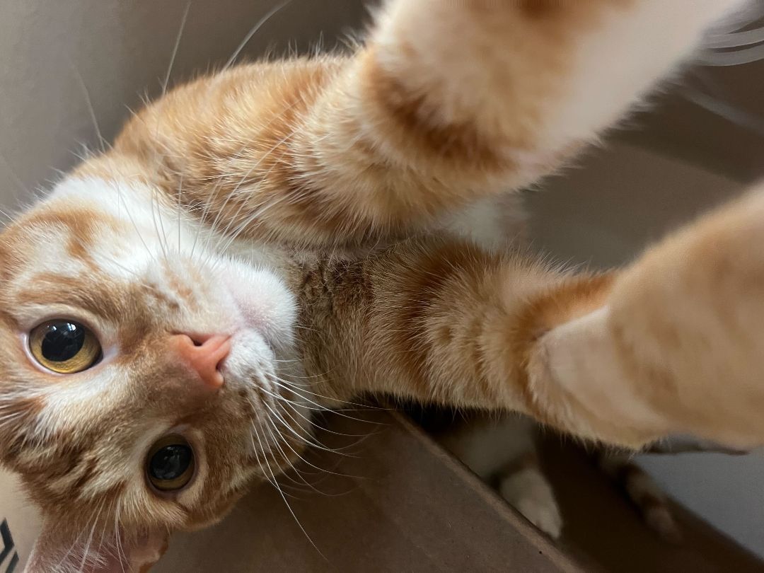 Enlarge Nemo, a Adopted Domestic Short Hair in Denton, TX image 4/5