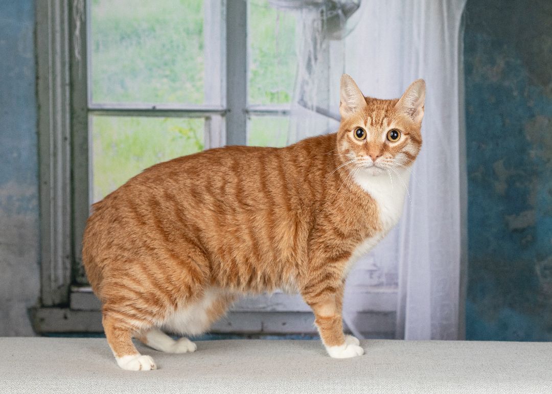 Enlarge Nemo, a Adopted Domestic Short Hair in Denton, TX image 5/5