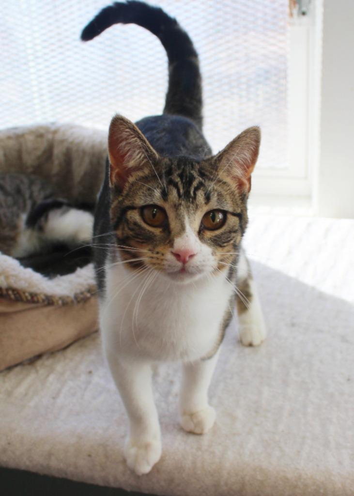 Enlarge Butters, a Adoptable mixed breed in Saint James, MN image 1/5