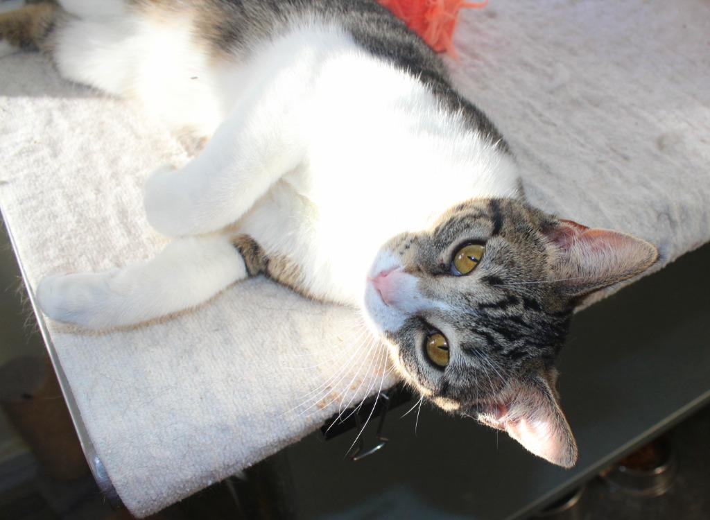 Enlarge Butters, a Adoptable mixed breed in Saint James, MN image 2/5