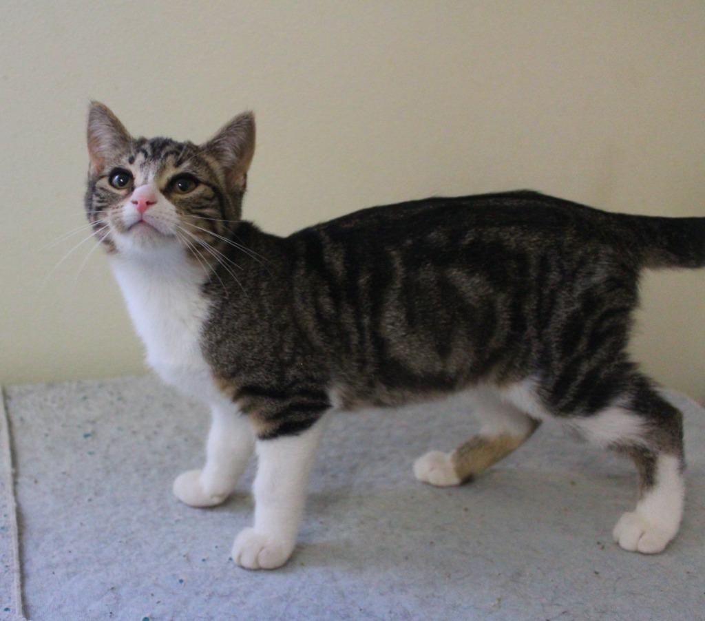 Butters, Adoptable, Kitten Female Domestic Short Hair.