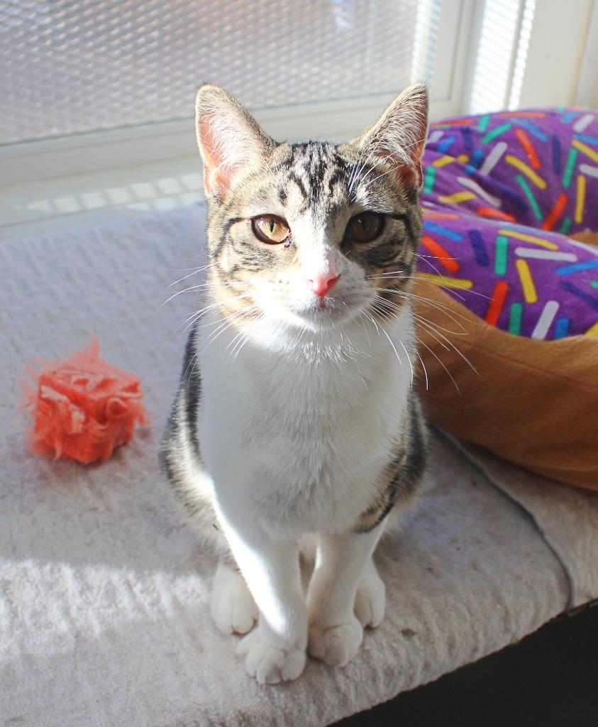 Enlarge Butters, a Adoptable mixed breed in Saint James, MN image 3/5