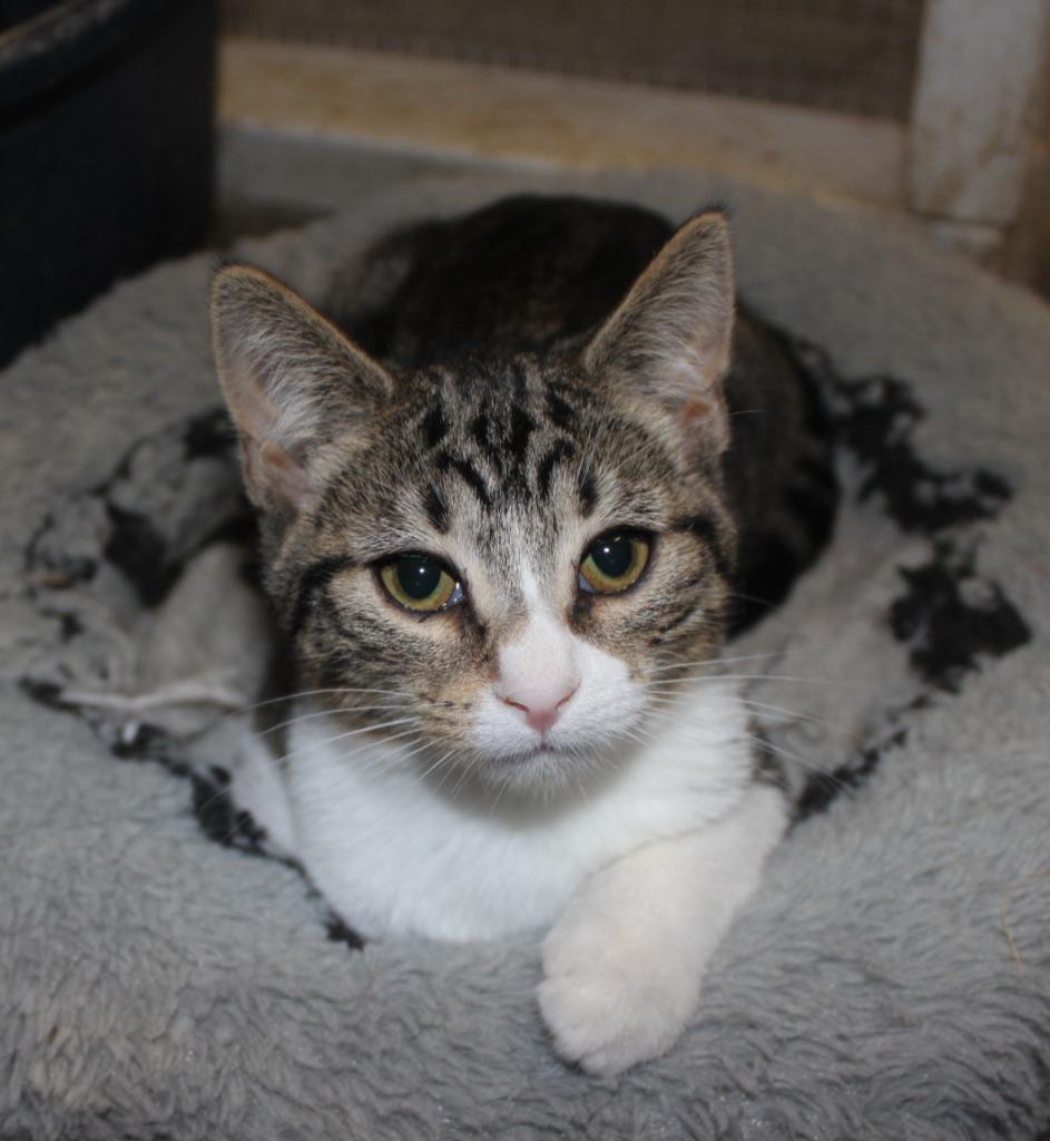 Butters, Adoptable, Kitten Female Domestic Short Hair.