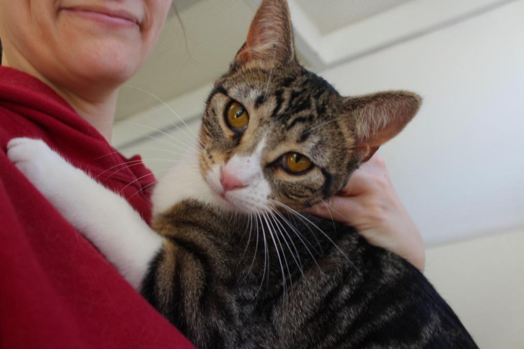 Enlarge Butters, a Adoptable mixed breed in Saint James, MN image 4/5