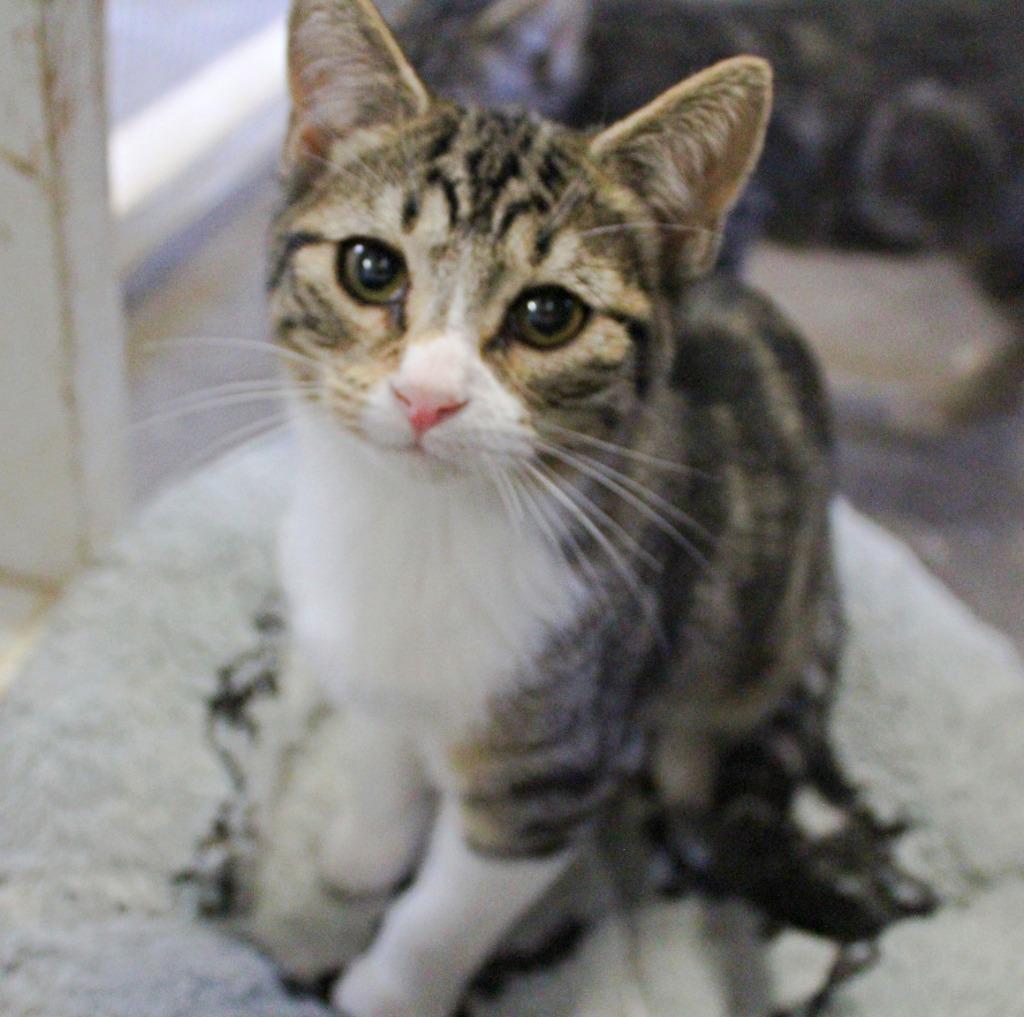 Enlarge Butters, a Adoptable mixed breed in Saint James, MN image 2/4