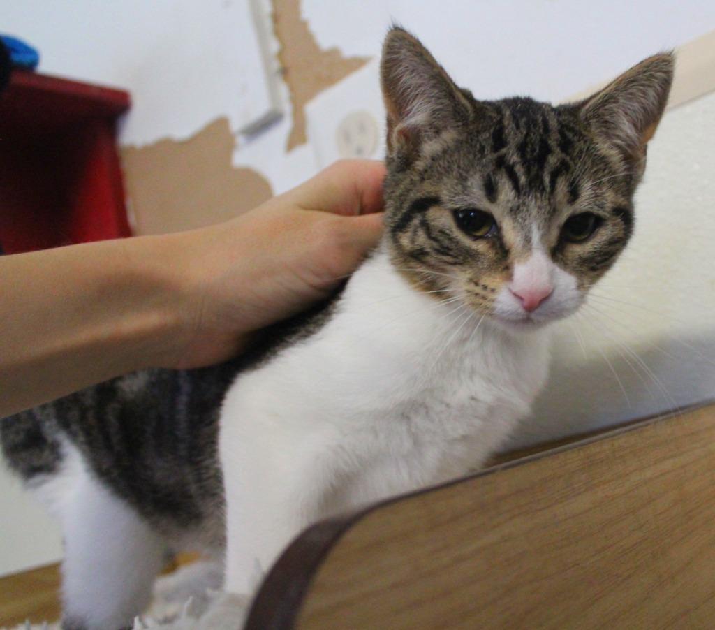 Enlarge Butters, a Adoptable mixed breed in Saint James, MN image 4/4