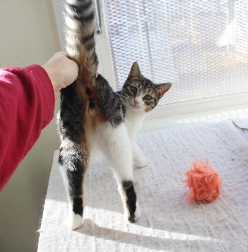 Enlarge Butters, a Adoptable mixed breed in Saint James, MN image 5/5