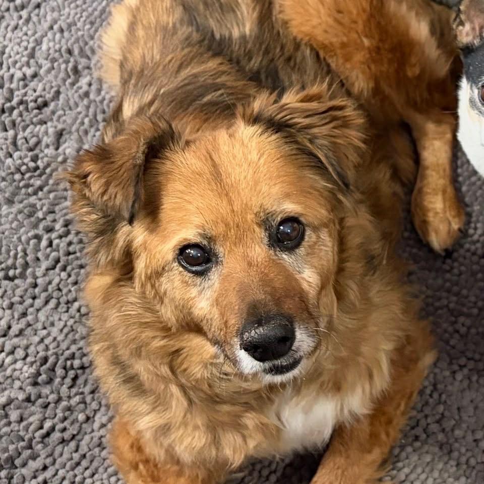 Enlarge Edith, a Adoptable Mixed Breed in Minneapolis, MN image 1/6