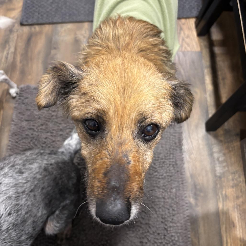 Enlarge Edith, a Adoptable Mixed Breed in Minneapolis, MN image 2/4