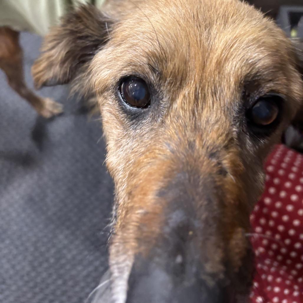 Enlarge Edith, a Adoptable Mixed Breed in Minneapolis, MN image 3/4