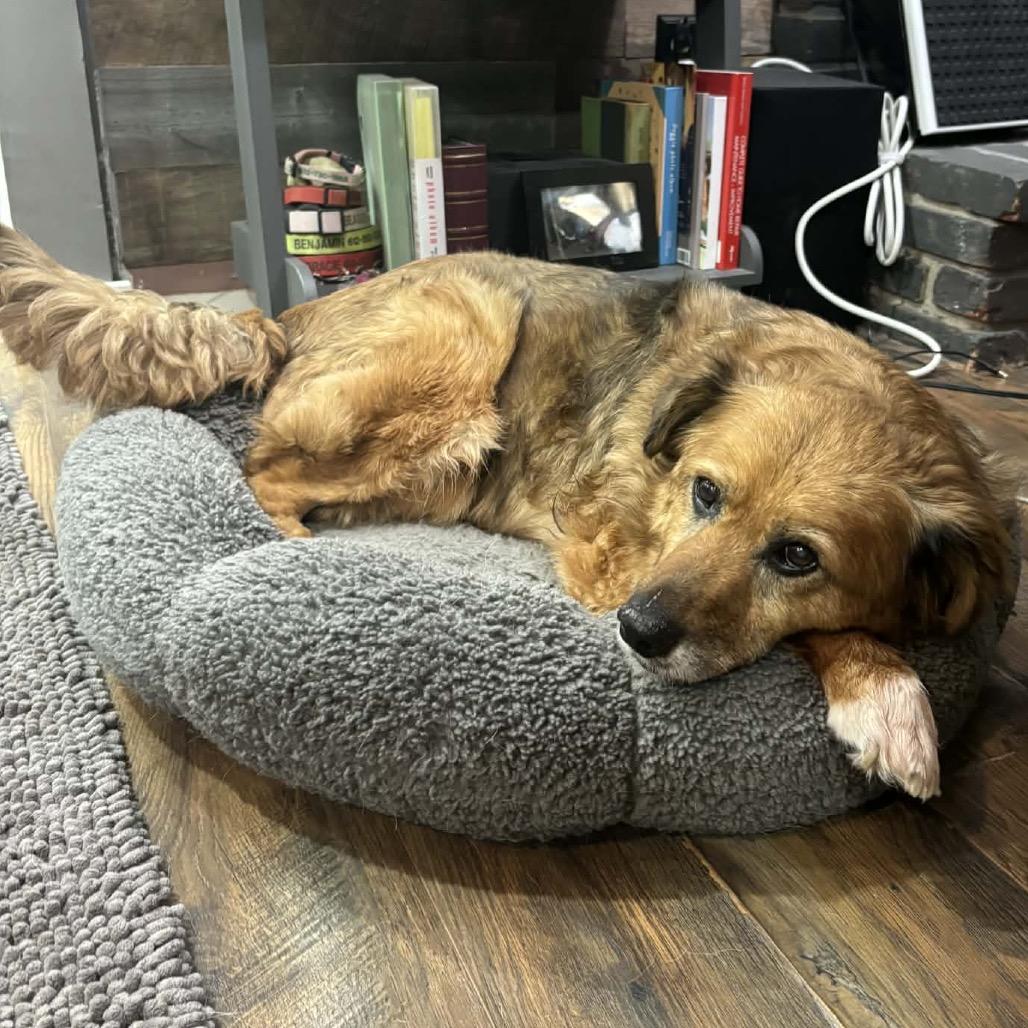 Enlarge Edith, a Adoptable Mixed Breed in Minneapolis, MN image 2/6