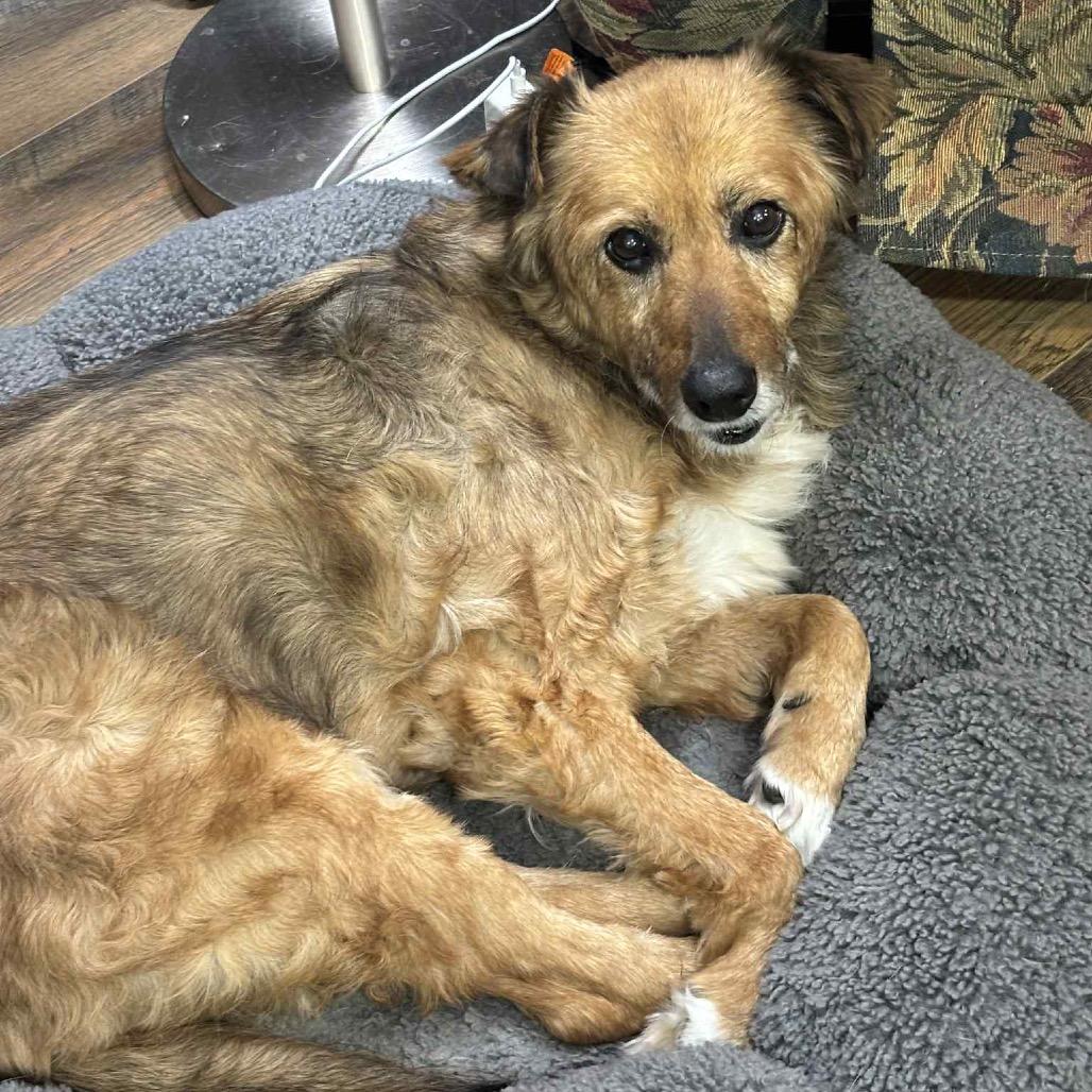 Enlarge Edith, a Adoptable Mixed Breed in Minneapolis, MN image 1/5