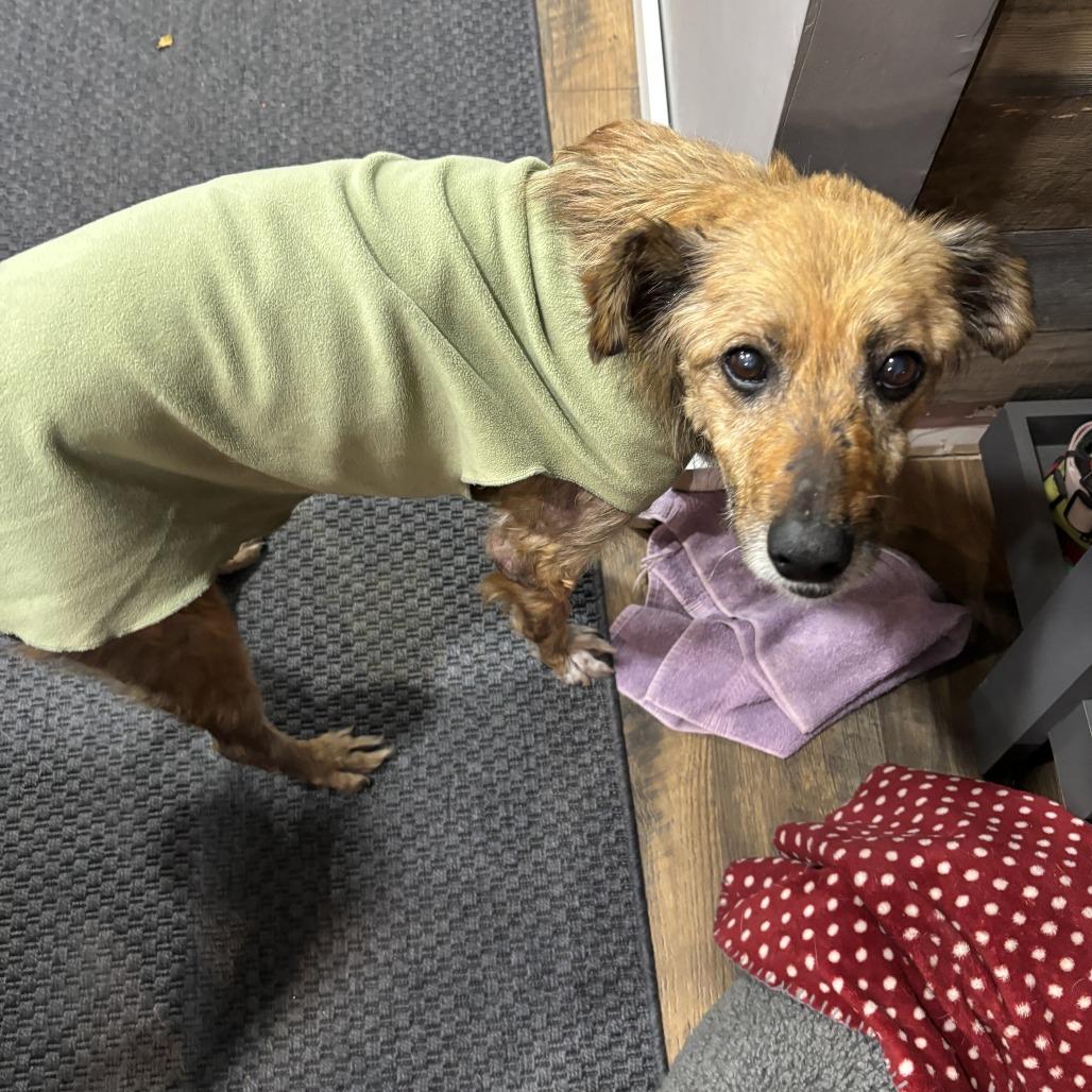 Enlarge Edith, a Adoptable Mixed Breed in Minneapolis, MN image 4/4