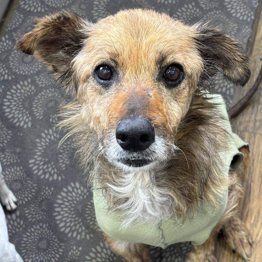 Edith, Adoptable, Senior Female Mixed Breed.