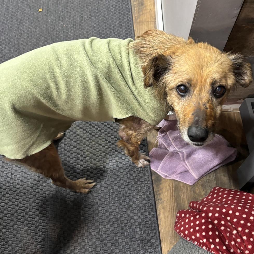 Enlarge Edith, a Adoptable Mixed Breed in Minneapolis, MN image 3/5