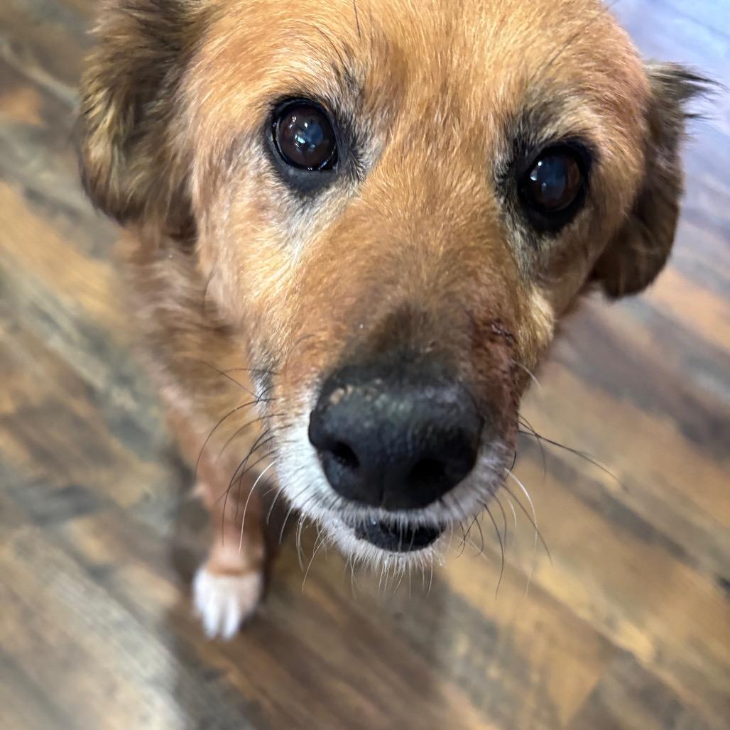 Enlarge Edith, a Adoptable Mixed Breed in Minneapolis, MN image 5/6