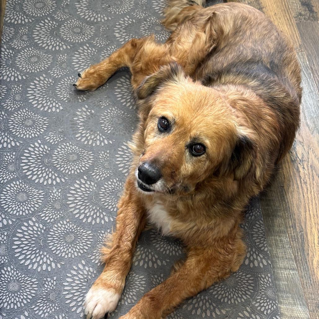 Enlarge Edith, a Adoptable Mixed Breed in Minneapolis, MN image 6/6