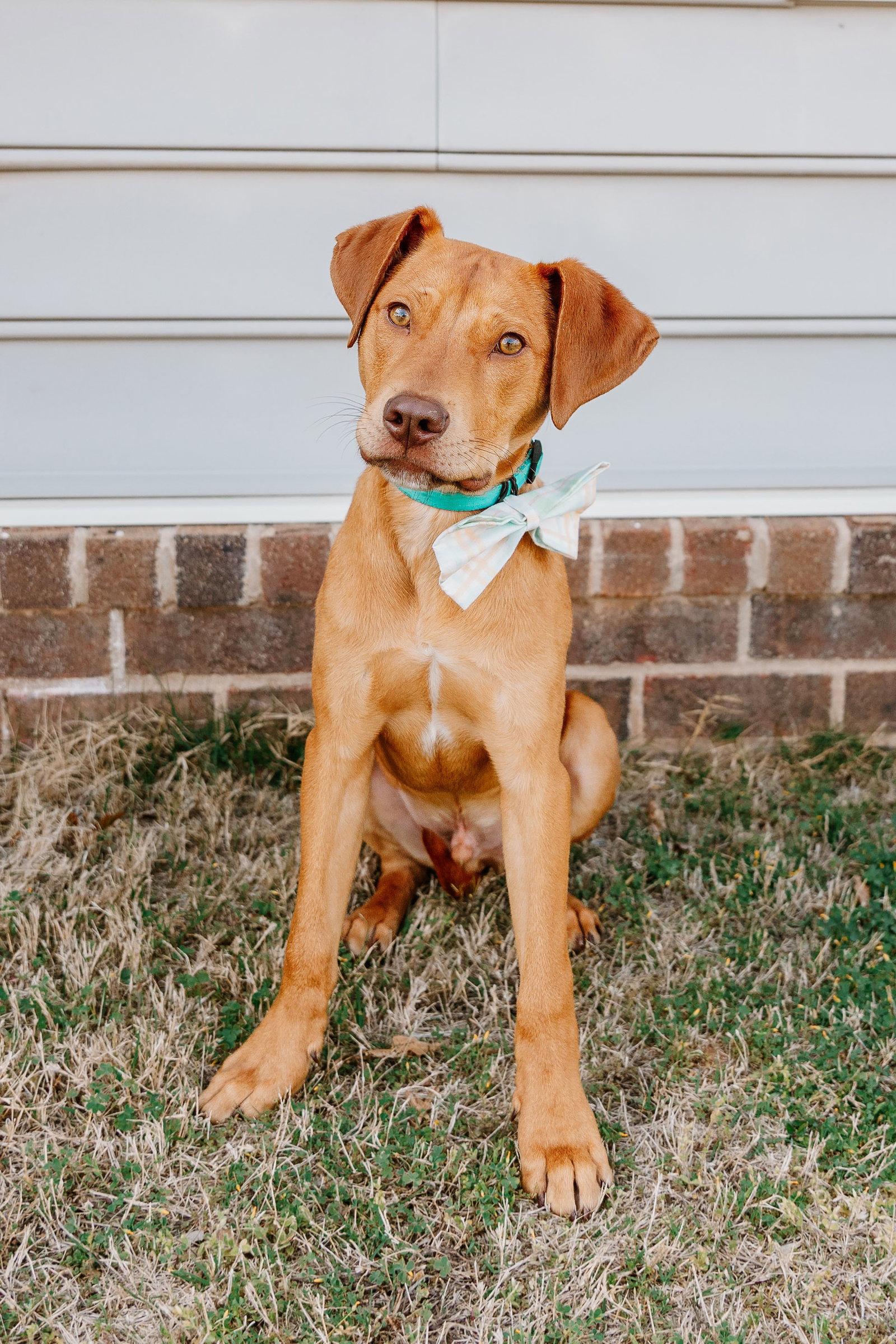 Mozart, Adoptable, Young Male Vizsla.