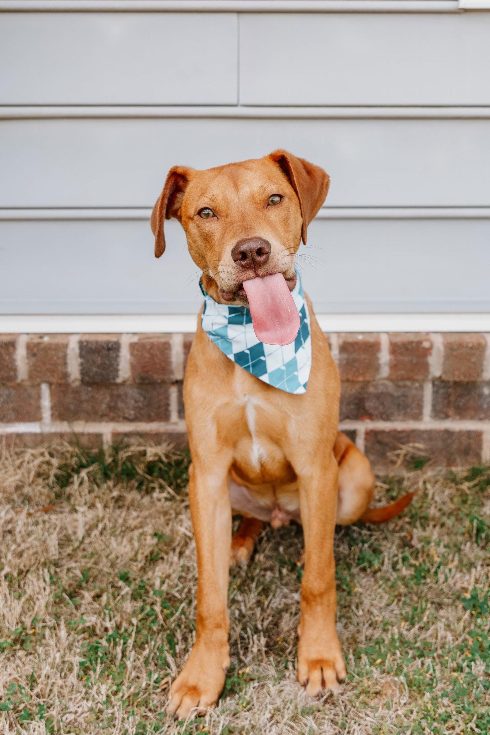 Enlarge Mozart, a Adoptable Vizsla in Tonawanda, NY image 2/3