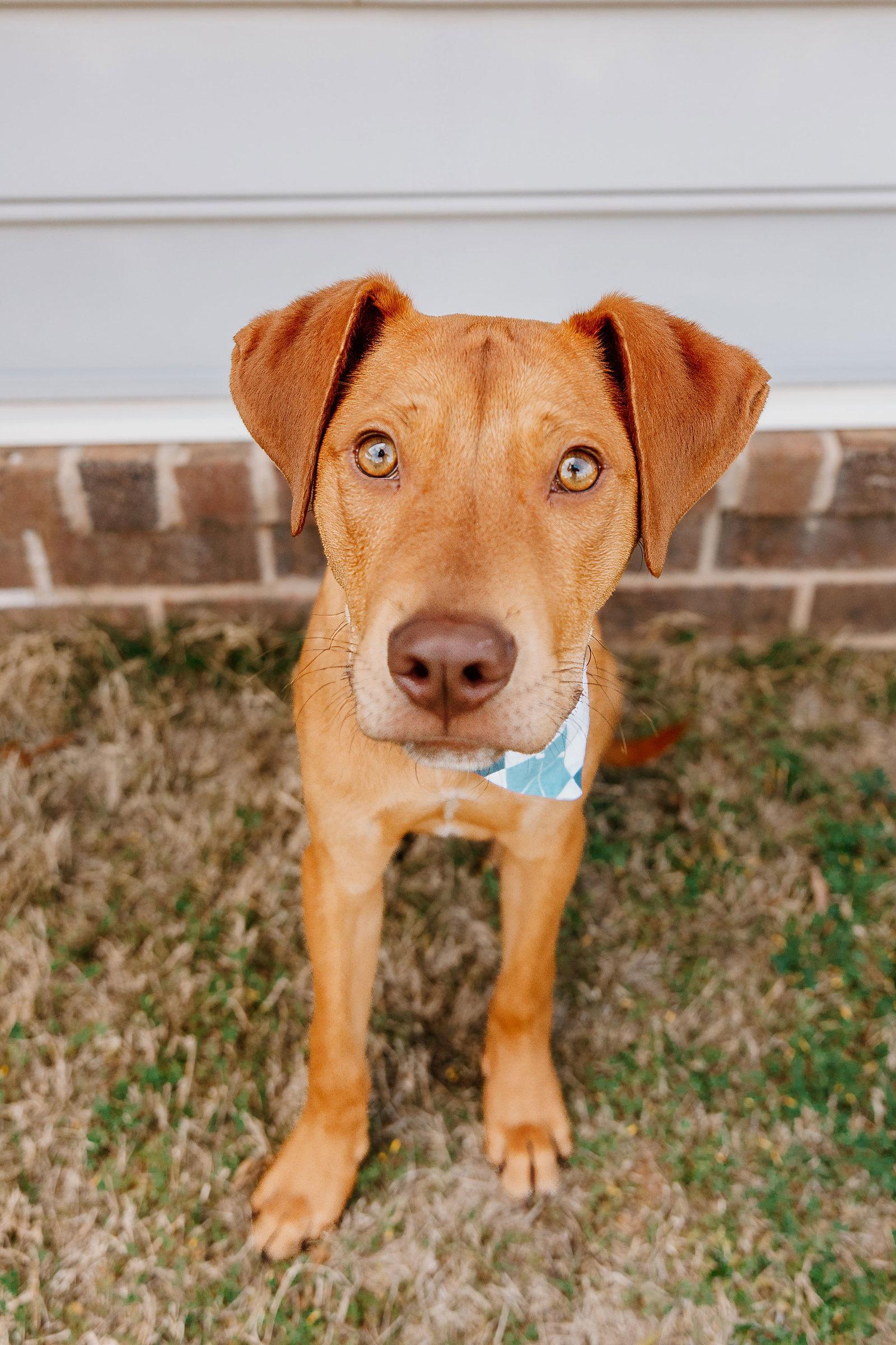 Enlarge Mozart, a Adoptable Vizsla in Tonawanda, NY image 3/3