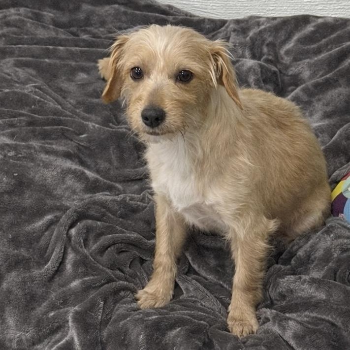 Enlarge Colada, an adopted mixed breed in Calverton, NY image 4/6