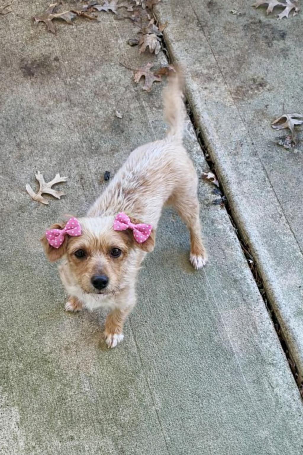 Enlarge Colada, an adopted mixed breed in Calverton, NY image 3/6