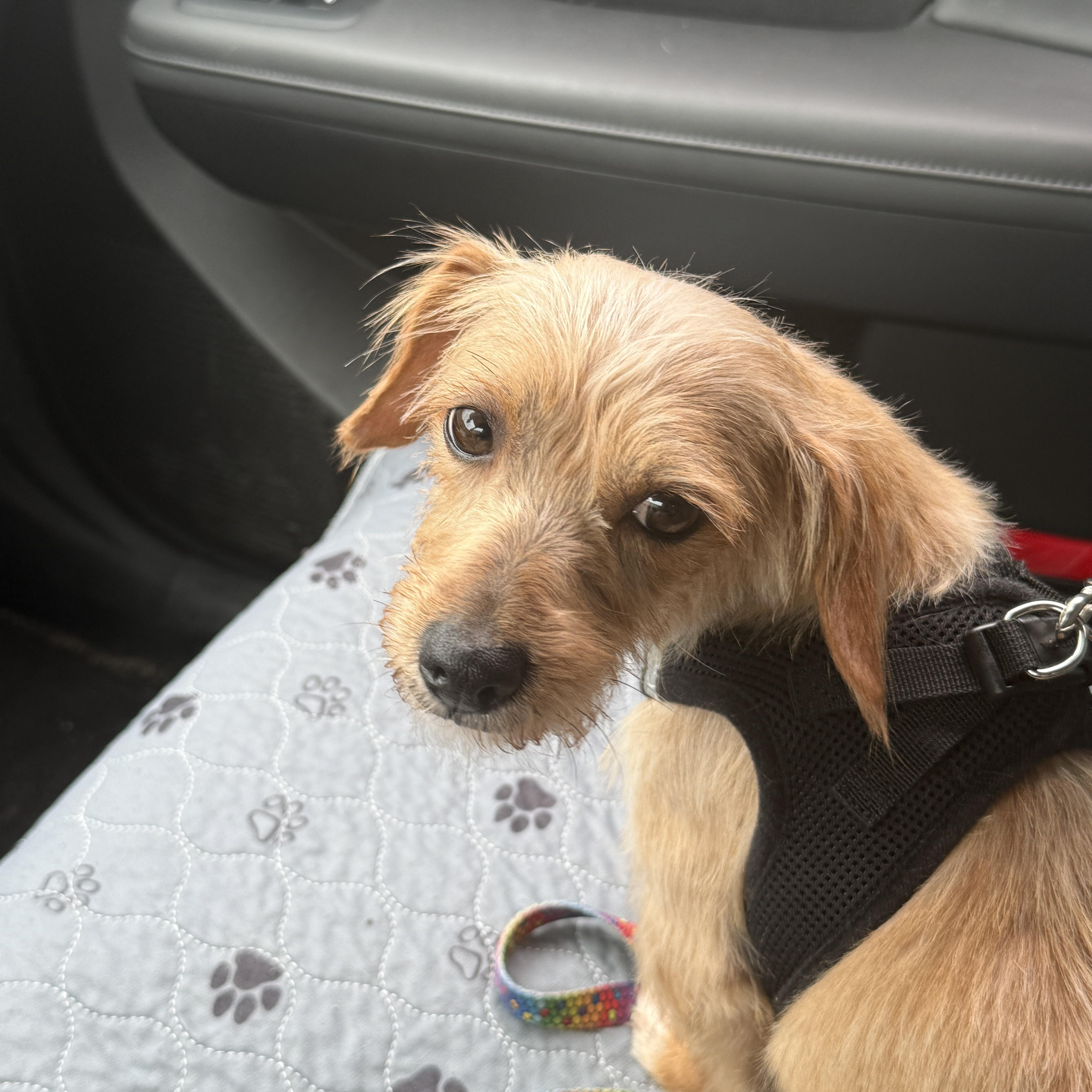 Enlarge Colada, an adopted mixed breed in Calverton, NY image 2/6