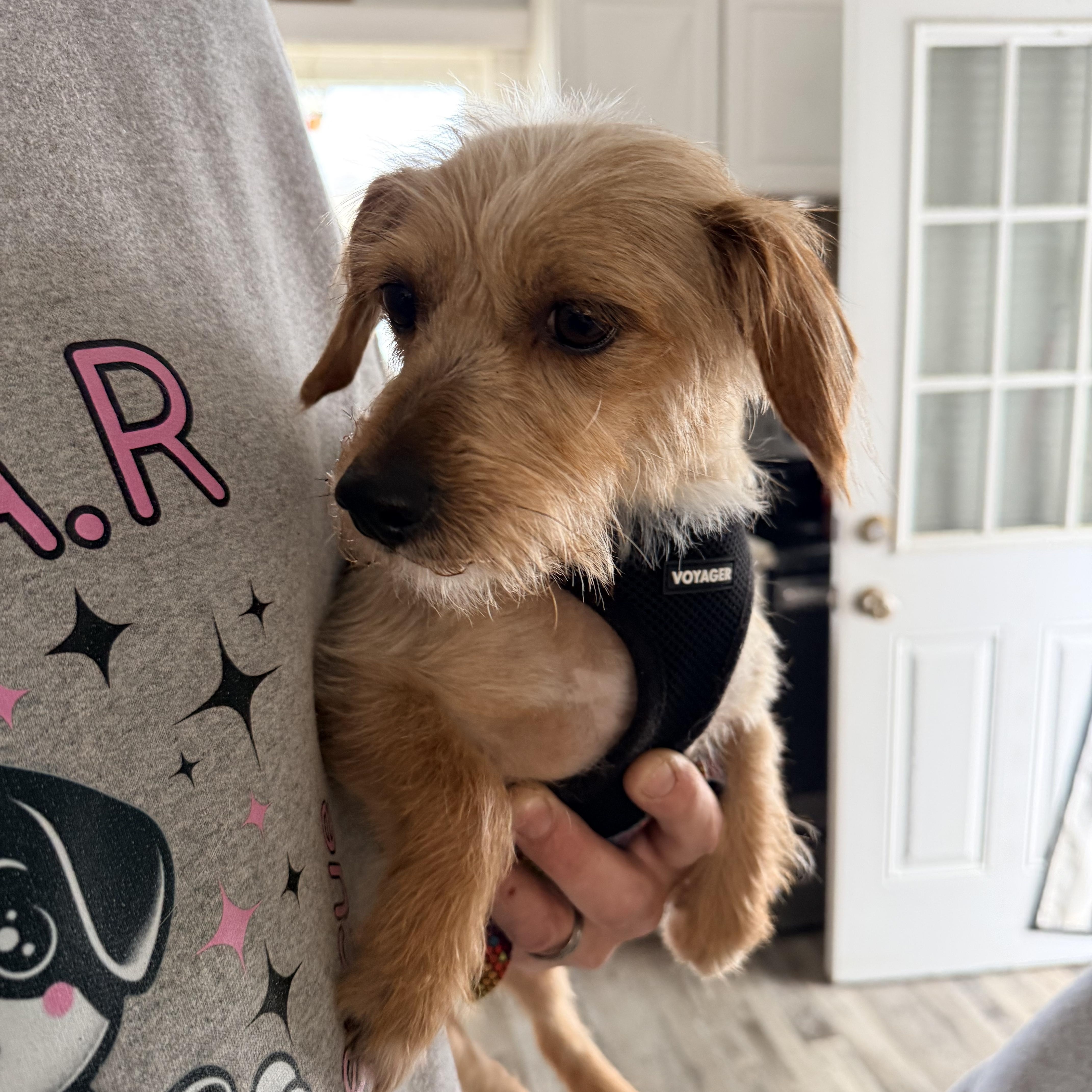 Enlarge Colada, an adopted mixed breed in Calverton, NY image 5/6