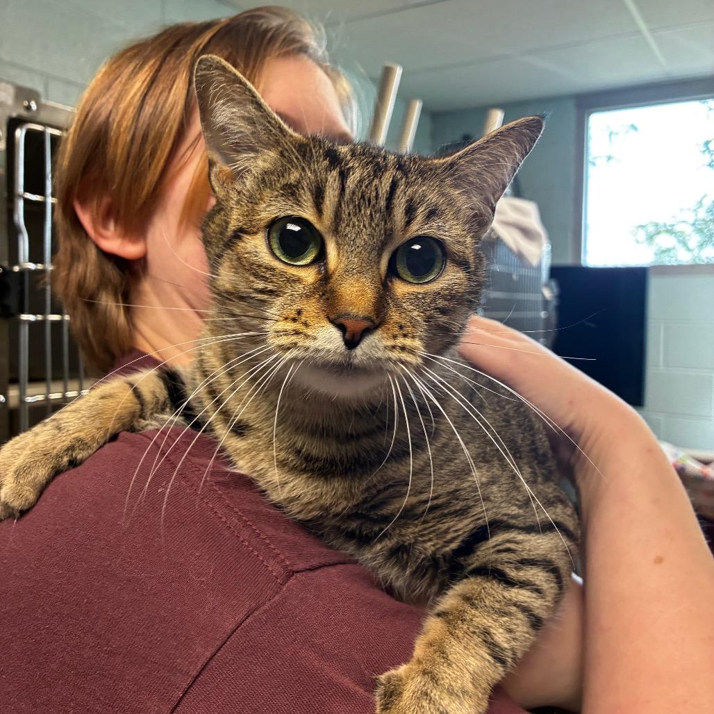 Swiper, Adoptable, Adult Female Domestic Short Hair.