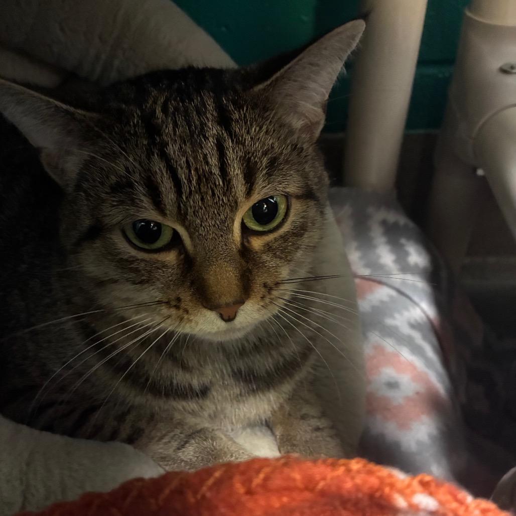 Swiper, Adoptable, Adult Female Domestic Short Hair.