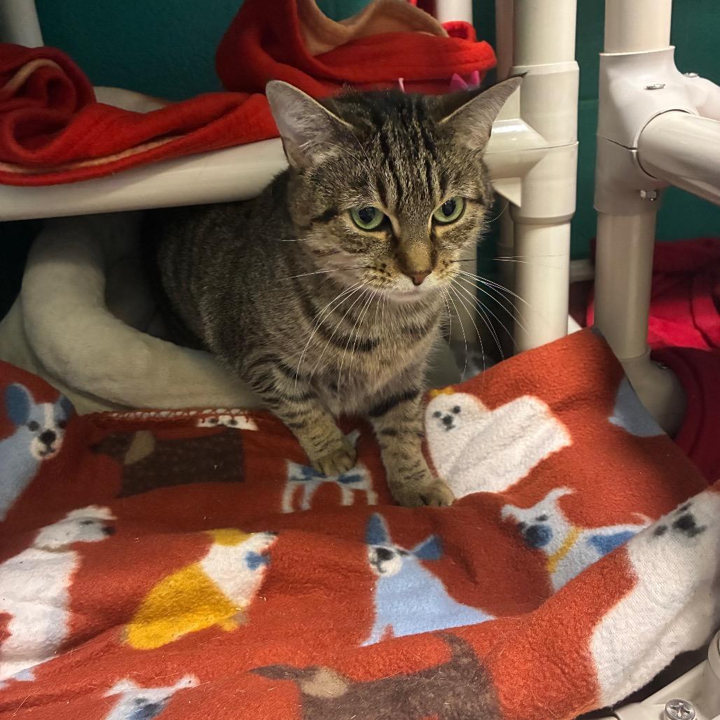 Enlarge Swiper, a Adoptable Domestic Short Hair in Fredericksburg, VA image 2/6