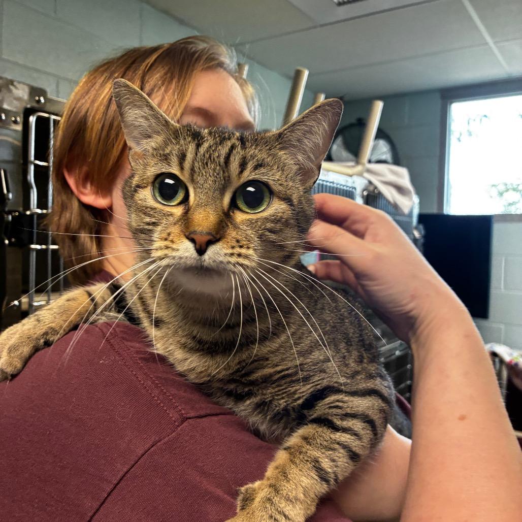 Enlarge Swiper, a Adoptable Domestic Short Hair in Fredericksburg, VA image 2/2